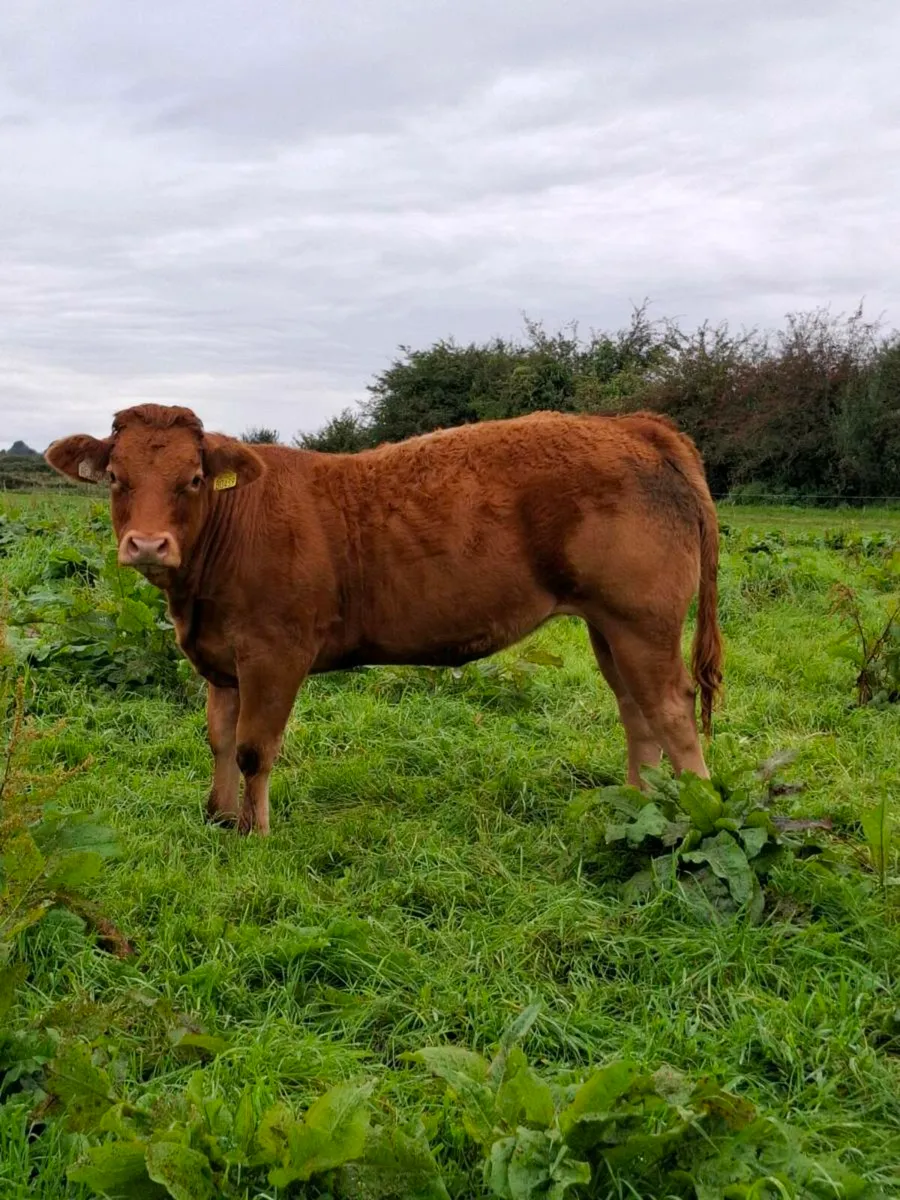 Pbr limousin heifer - Image 1
