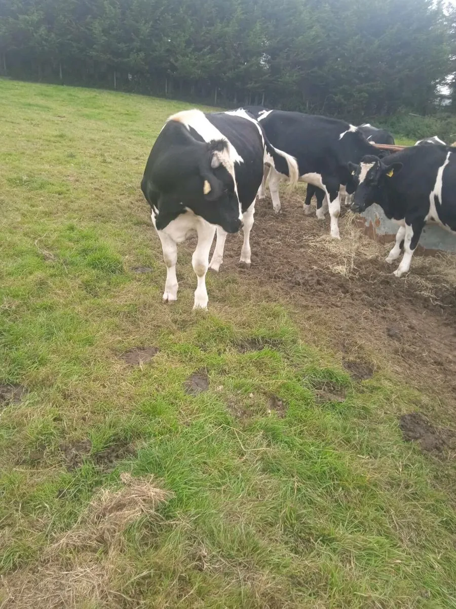 Cattle - Image 1