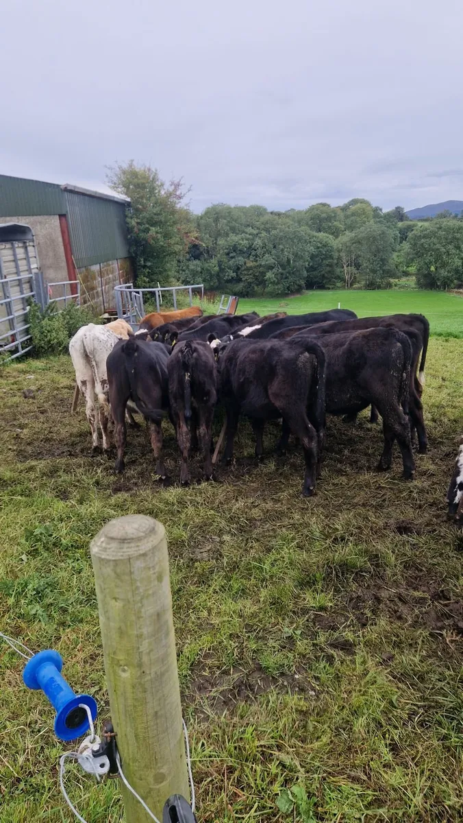 Reared runner calves for sale - Image 2
