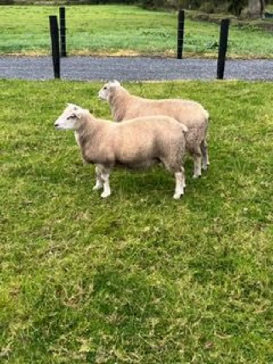Top Quality Purebred Charolais Ram Lambs - Image 4
