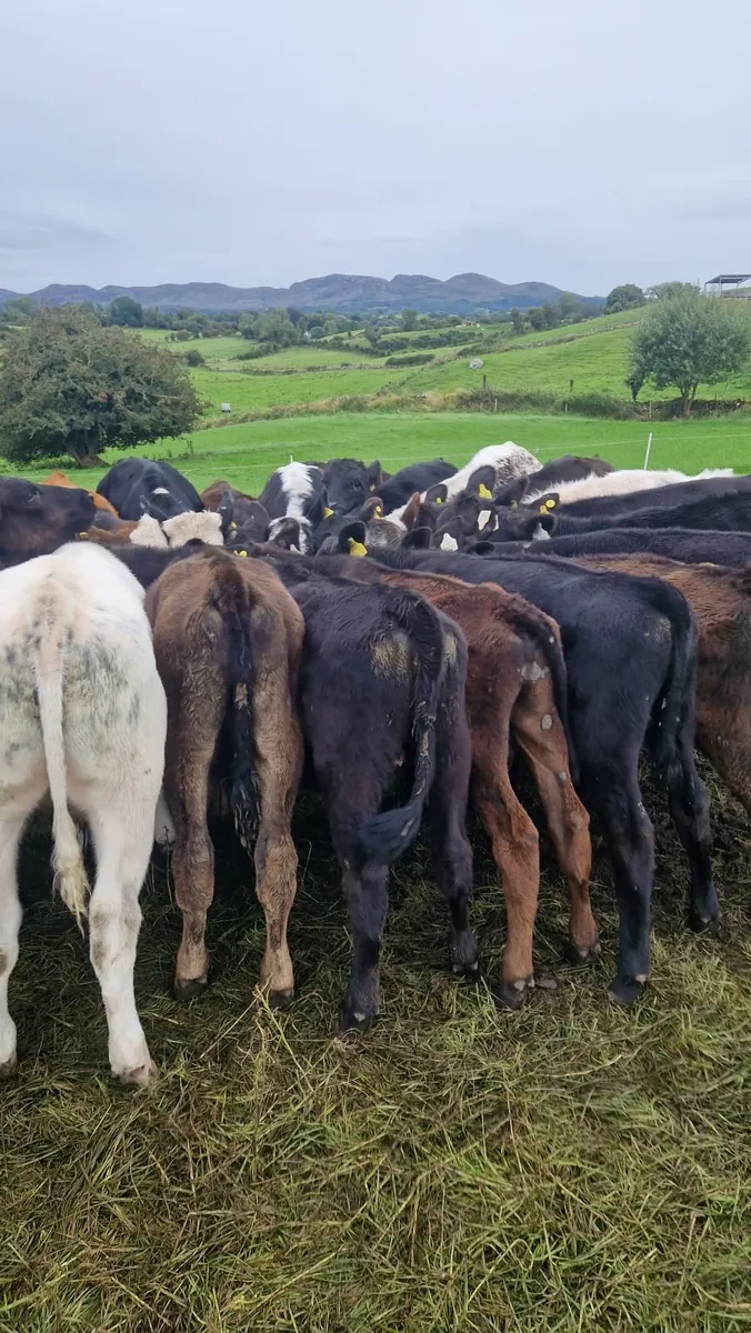 Reared runner calves for sale - Image 4