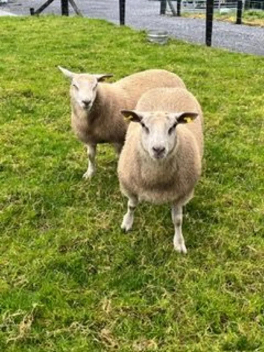 Top Quality Purebred Charolais Ram Lambs - Image 2