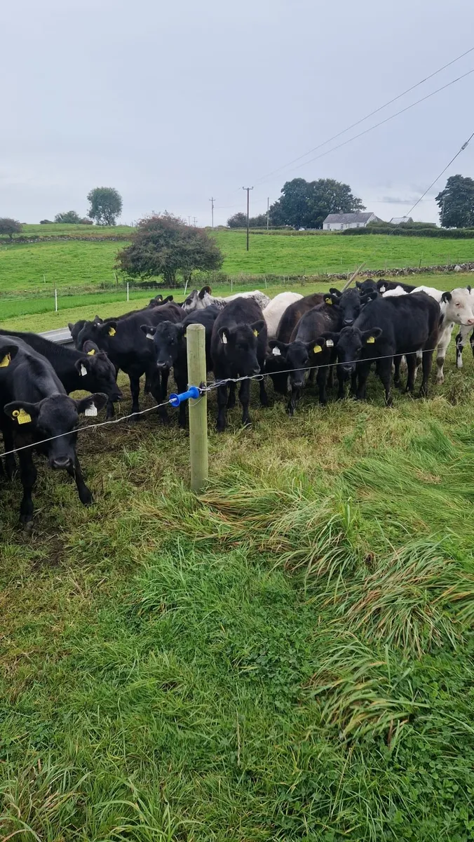 Reared runner calves for sale - Image 1