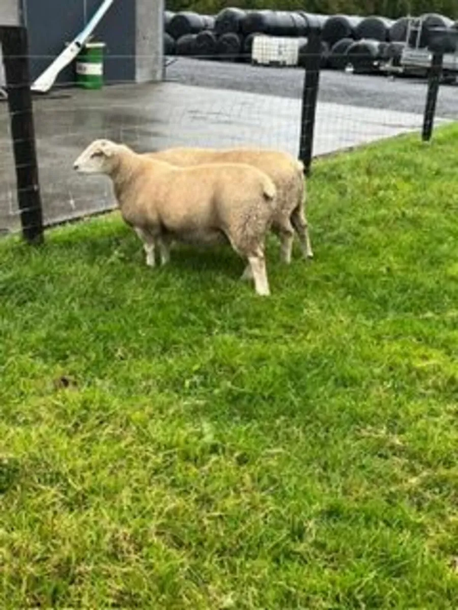 Top Quality Purebred Charolais Ram Lambs - Image 3
