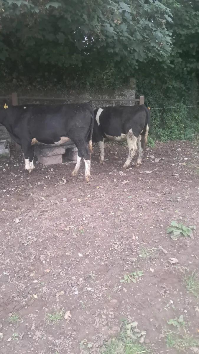 Friasian heifers - Image 1