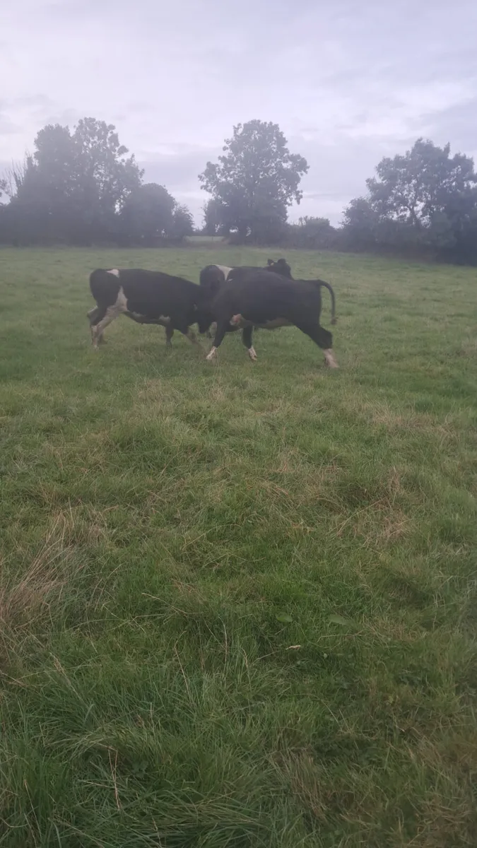 Friasian heifers - Image 2