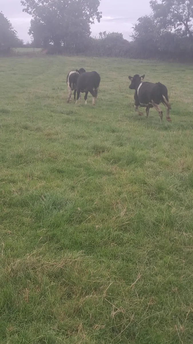 Friasian heifers - Image 3