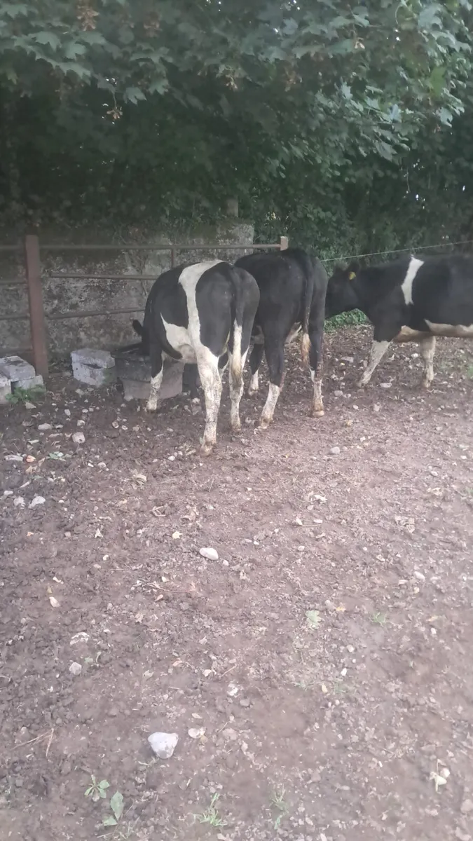 Friasian heifers - Image 4
