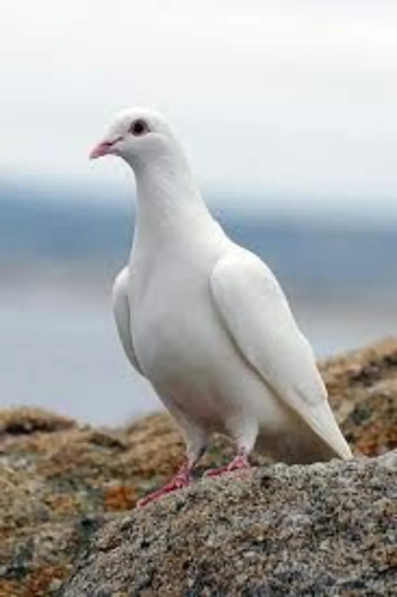 WHITE YOUNG PIGEONS- Cork or Kerry - Image 3