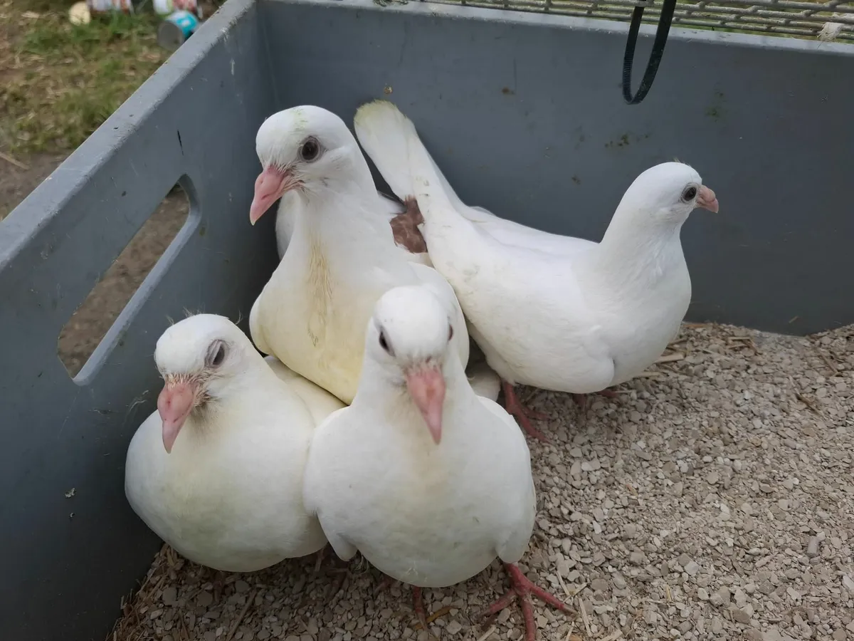 WHITE YOUNG PIGEONS- Cork or Kerry - Image 2