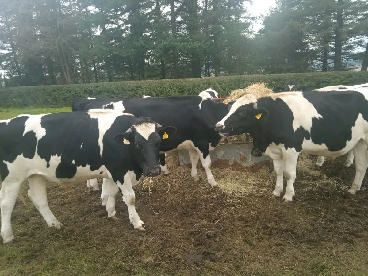 Cattle - Image 3
