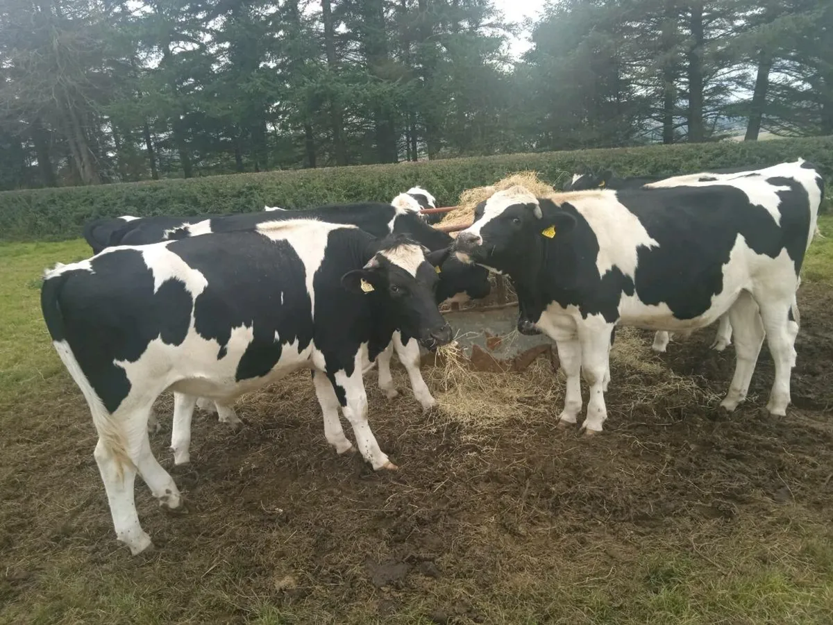 Cattle - Image 4