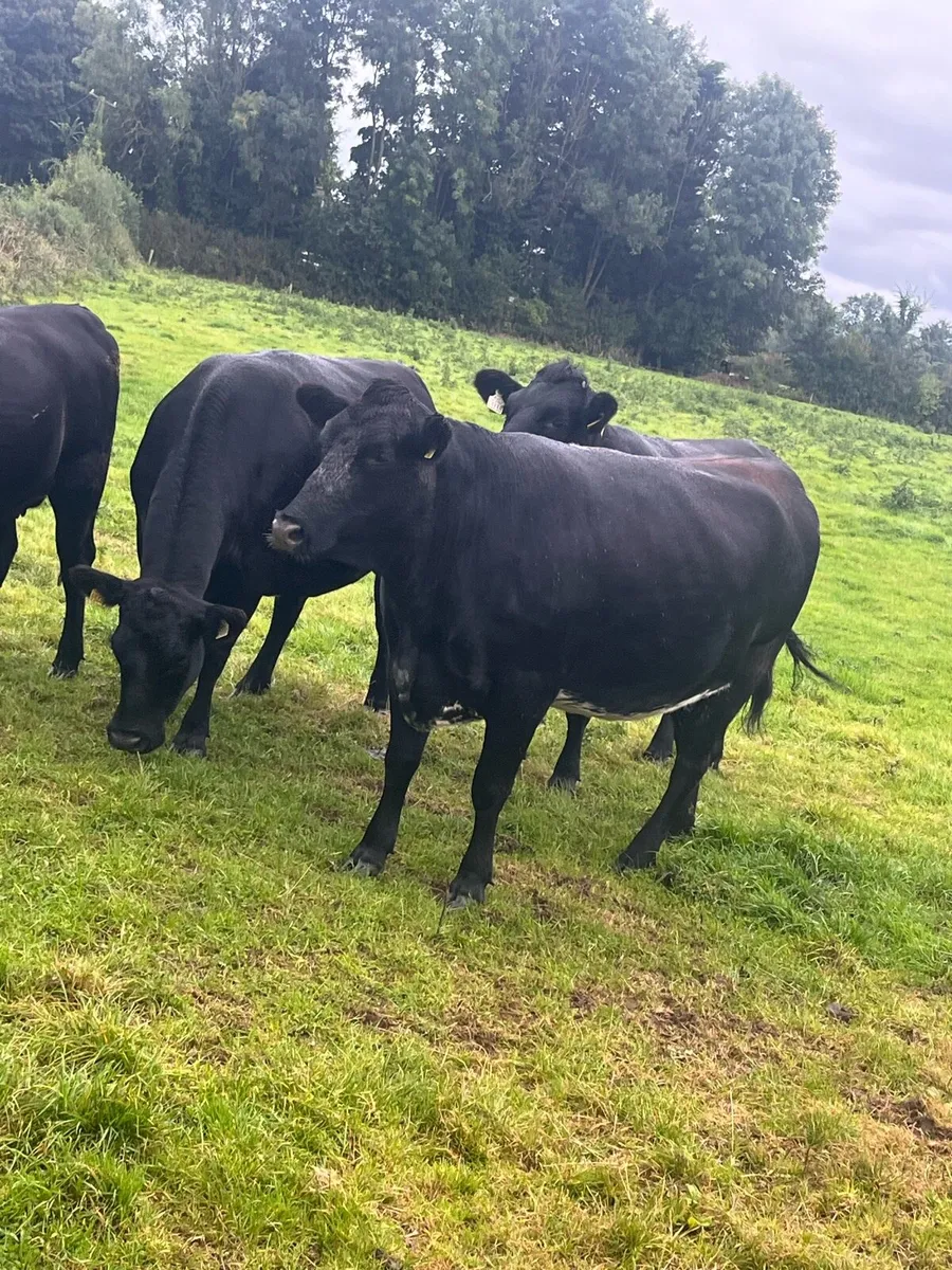 AA in calf heifers - Image 2