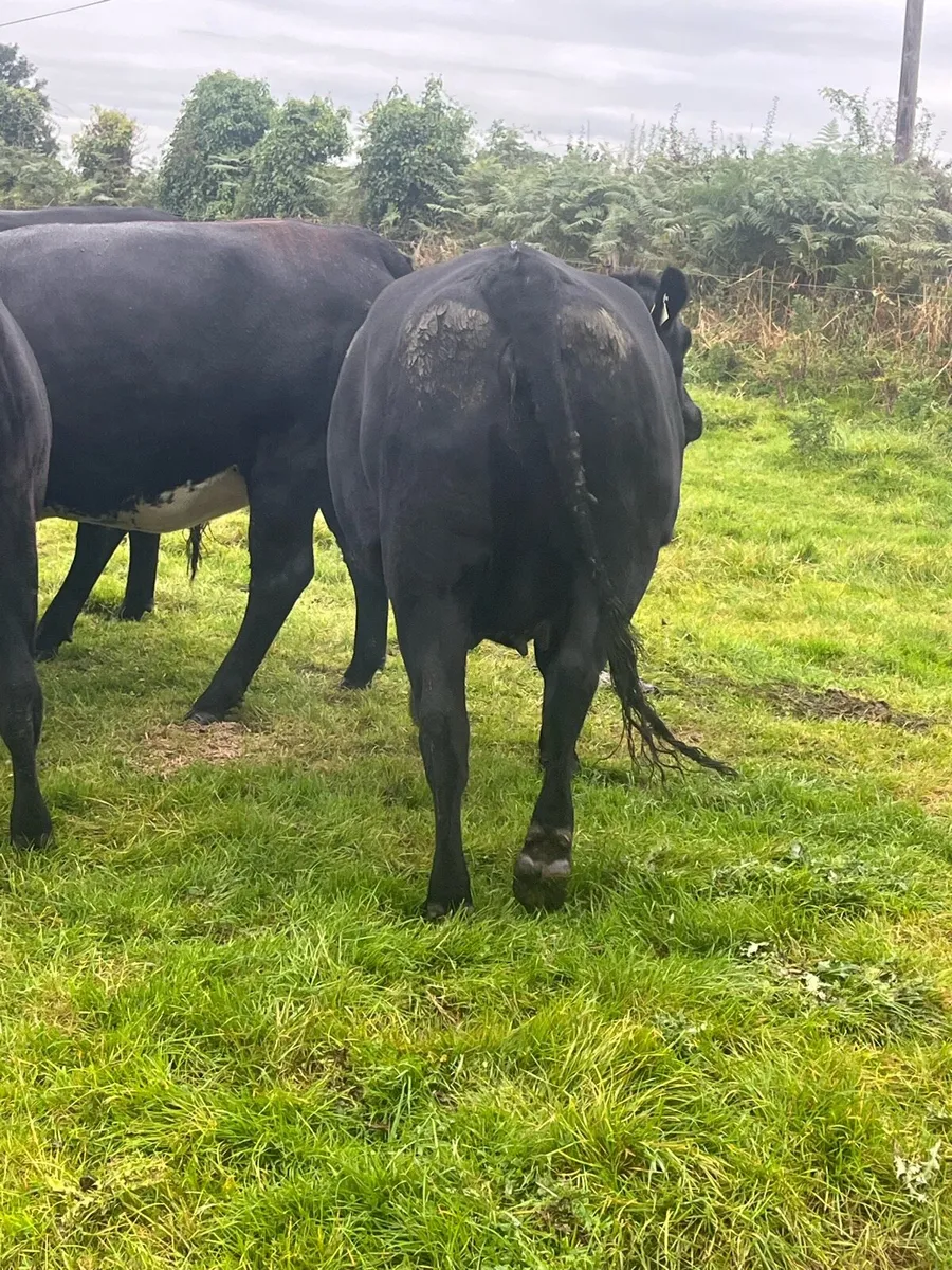 AA in calf heifers - Image 3