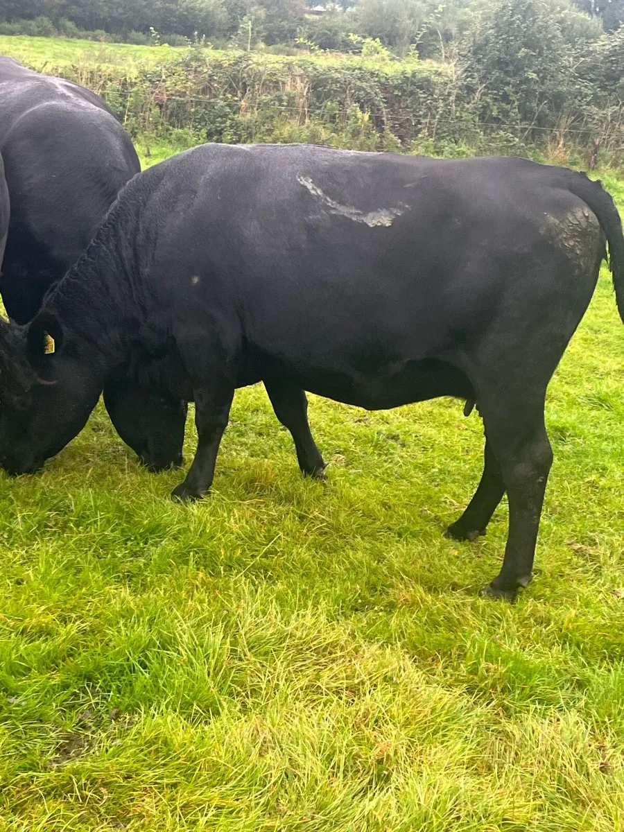 AA in calf heifers - Image 4