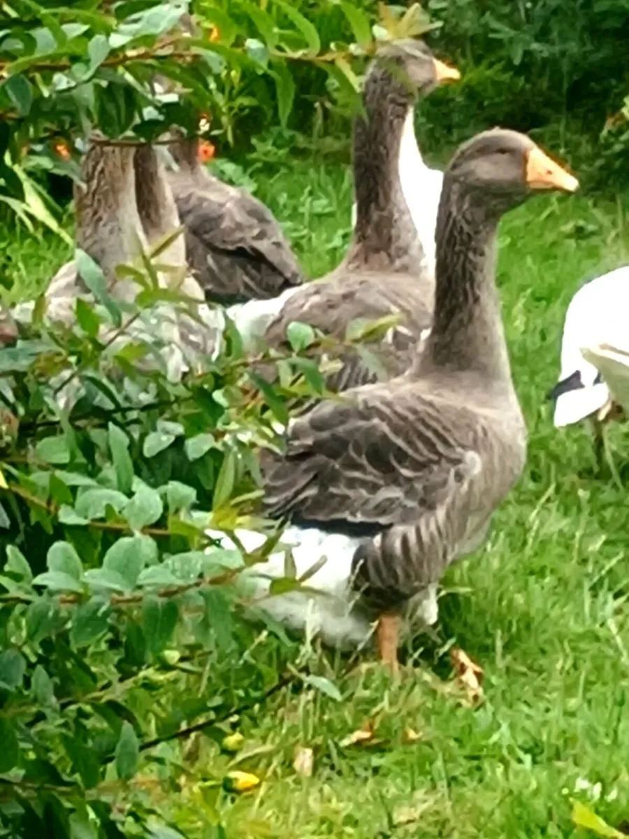 Free range geese. - Image 2