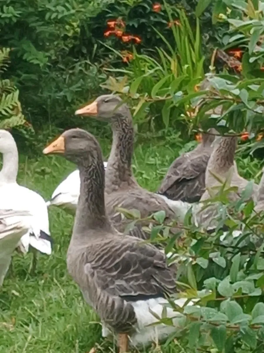 Free range geese. - Image 1