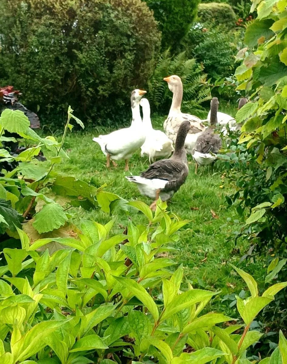 Free range geese. - Image 3