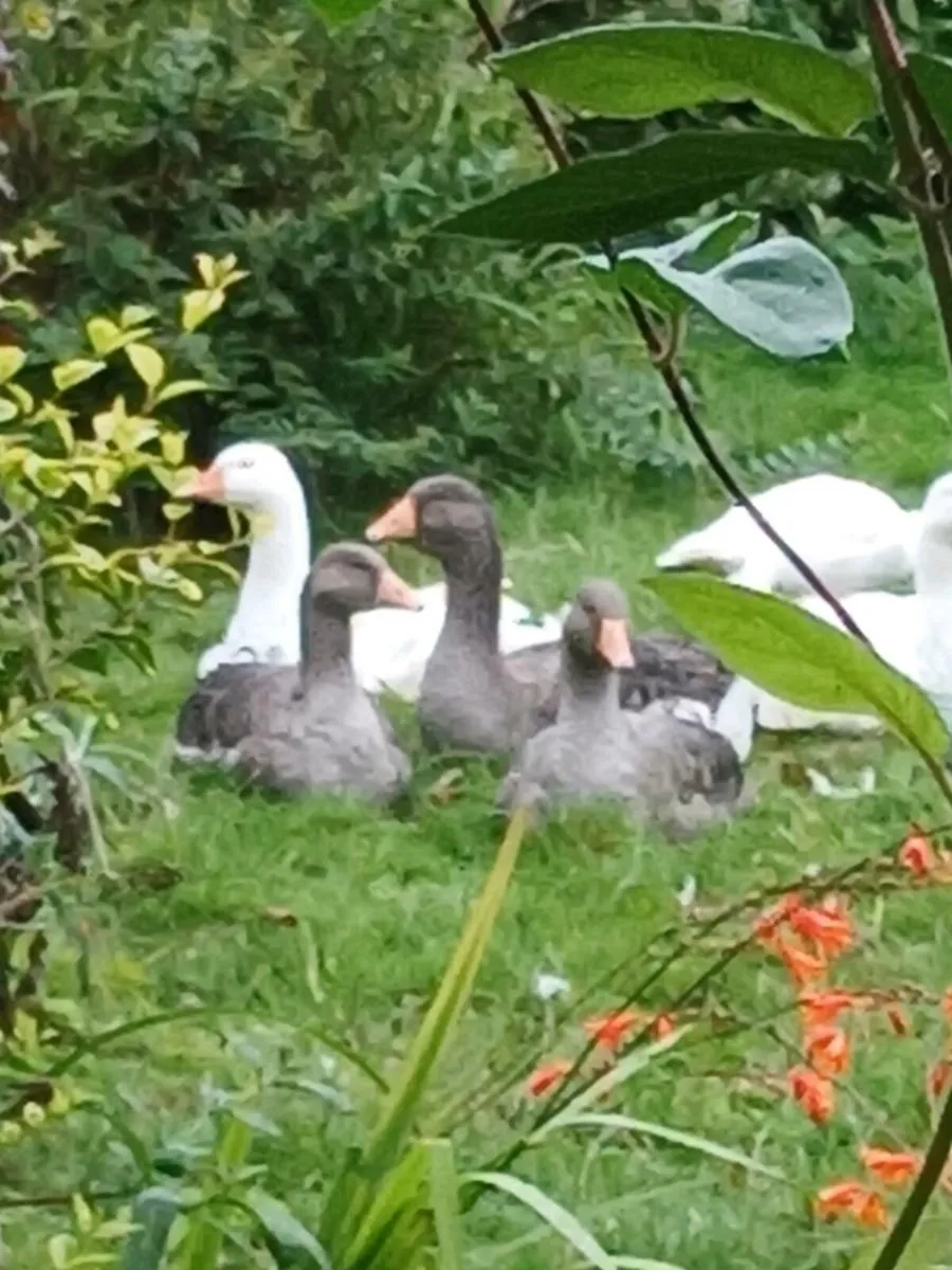 Free range geese. - Image 4