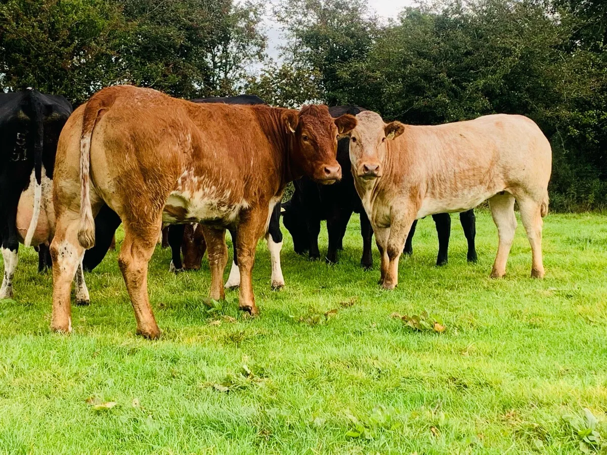 4 super Bullers - Image 2