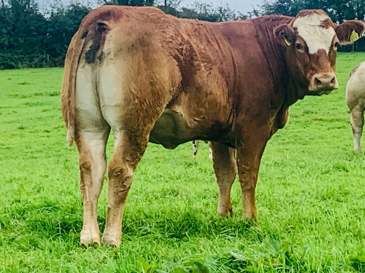 4 super Bullers - Image 4