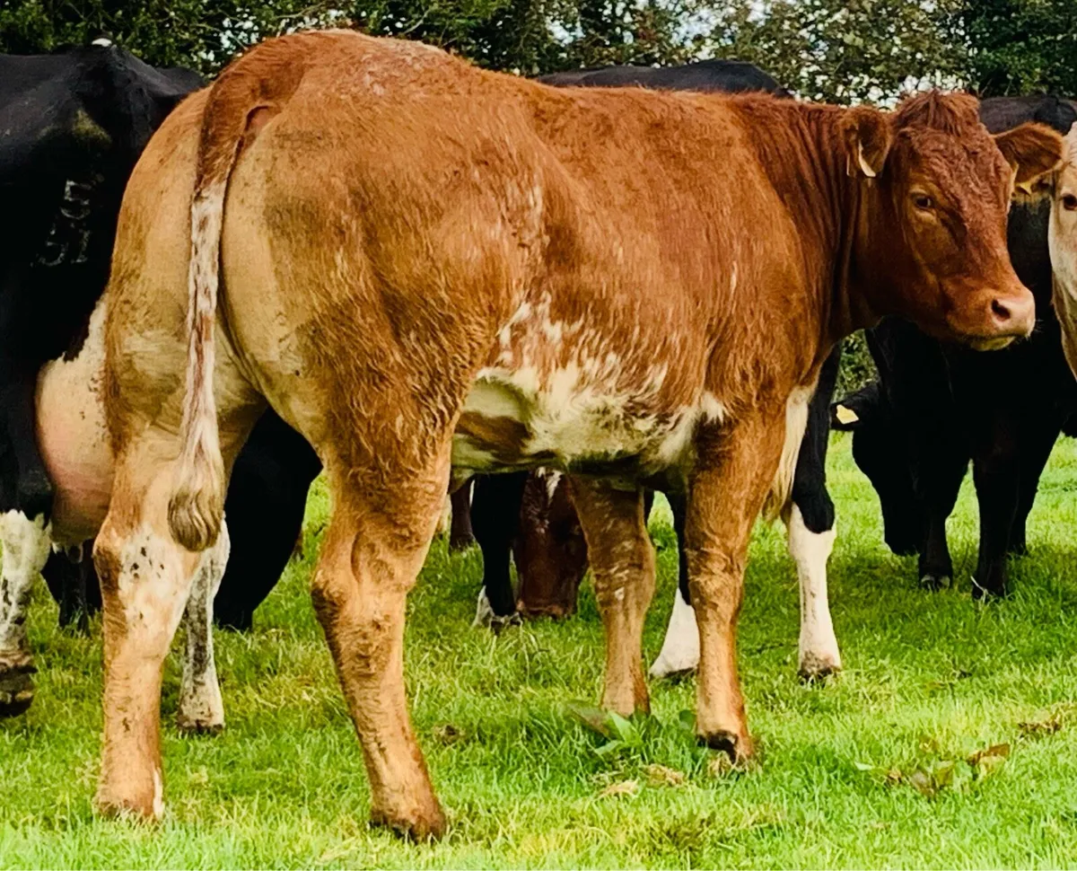 4 super Bullers - Image 1
