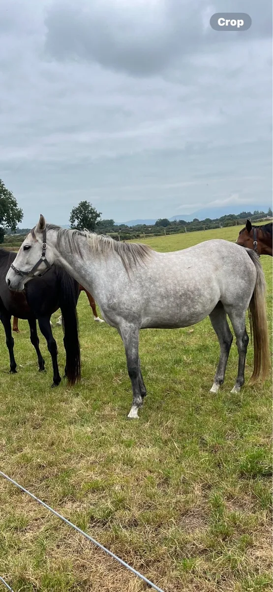 2 TB mares for sale - Image 1
