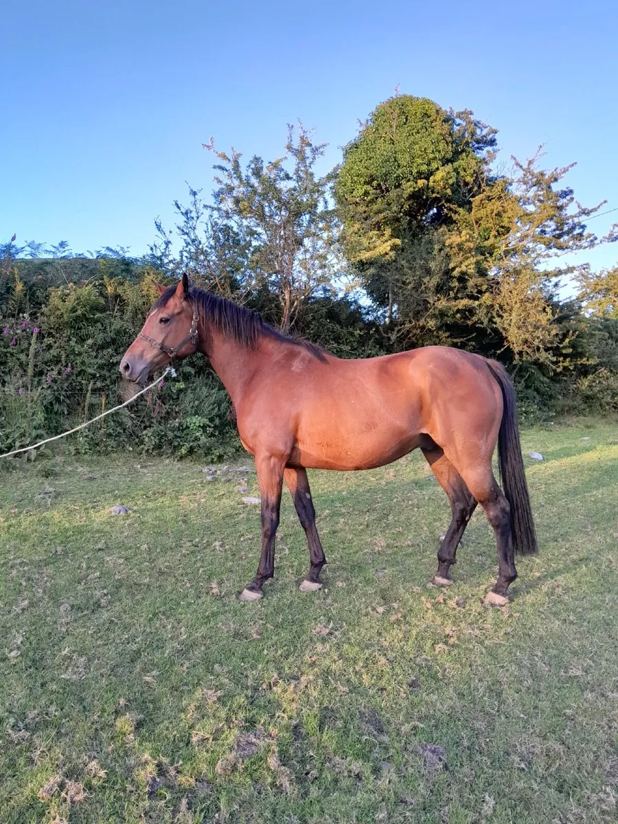6yr Old Gelding by Fruits of Love - Image 2