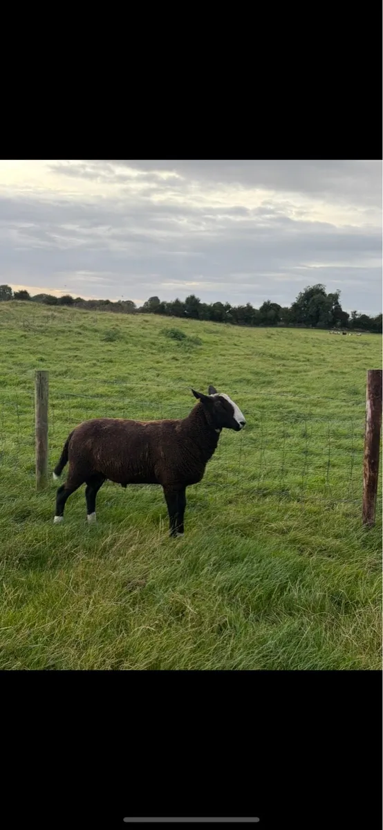 Zwartble Hogget Ram - Image 1