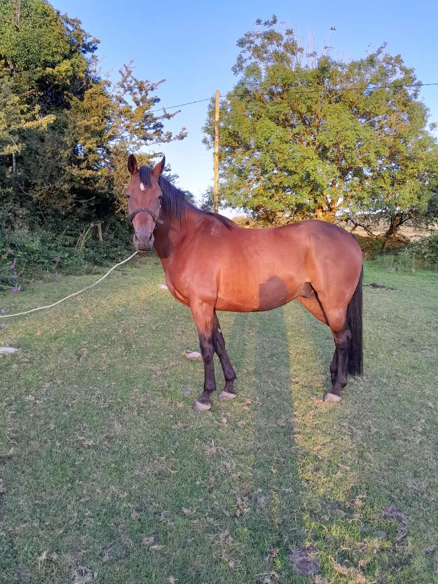 6yr Old Gelding by Fruits of Love - Image 1