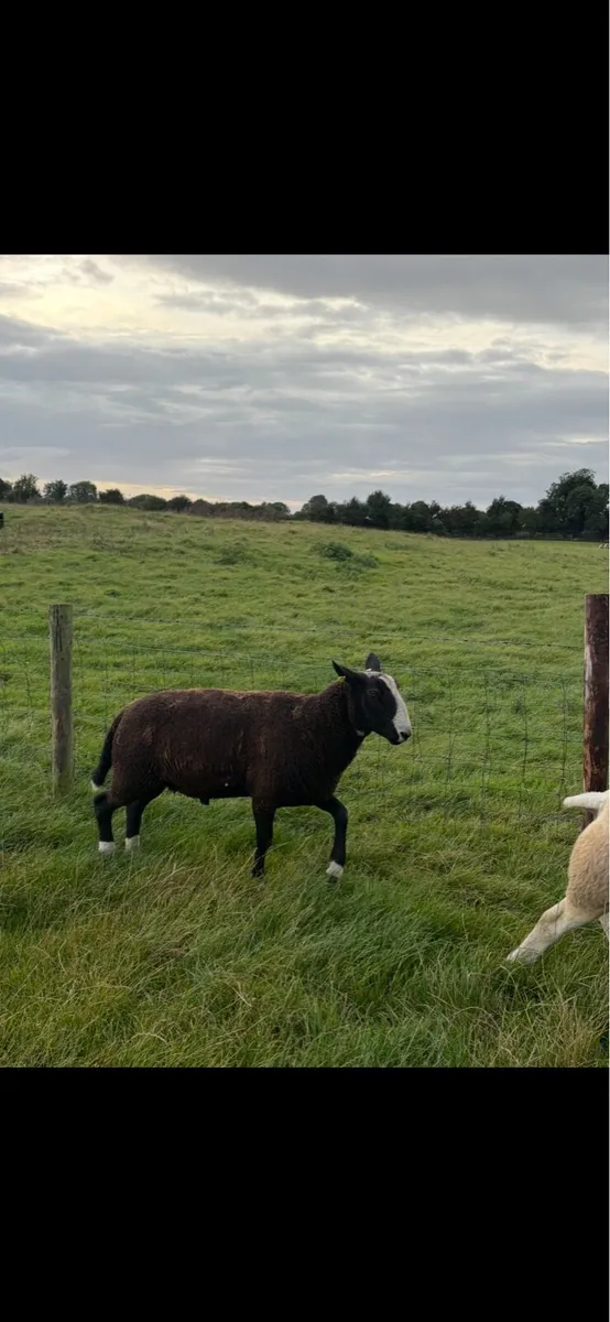 Zwartble Hogget Ram - Image 2
