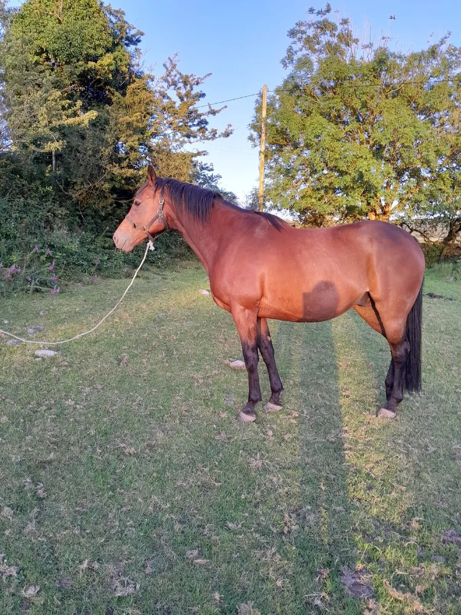 6yr Old Gelding by Fruits of Love - Image 4