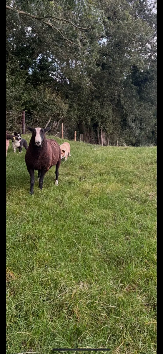Zwartble Hogget Ram - Image 3