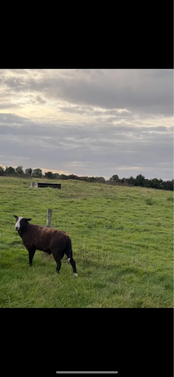 Zwartble Hogget Ram - Image 4