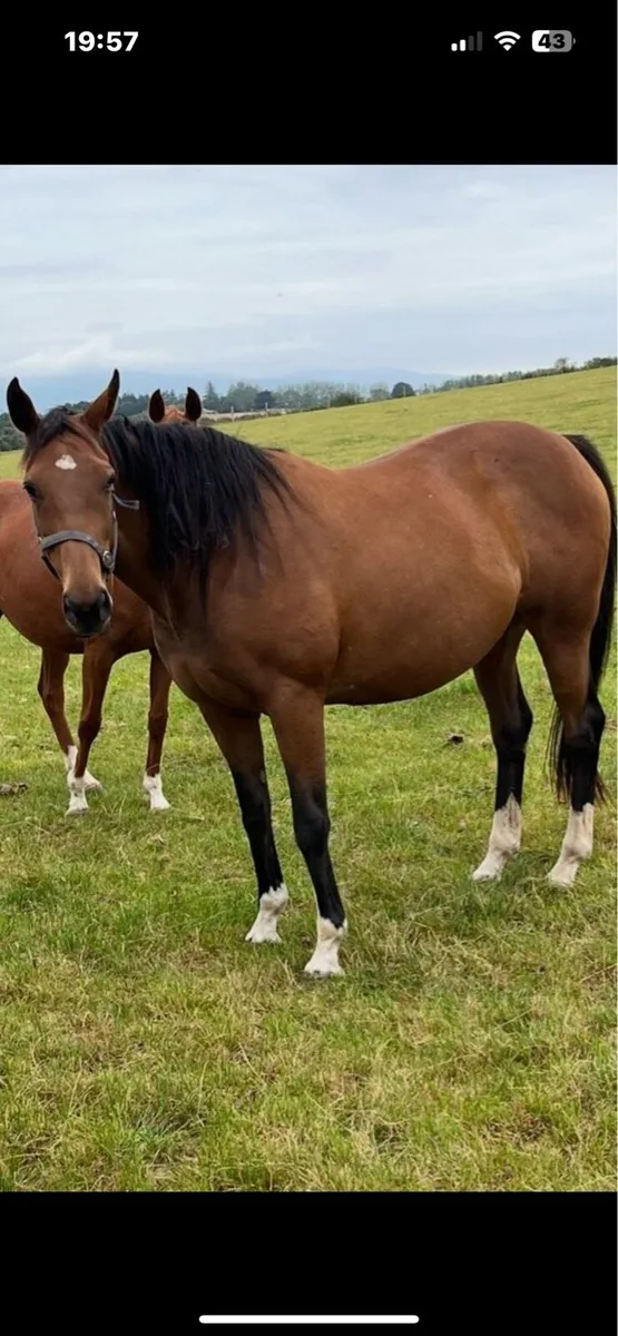 2 TB mares for sale - Image 2