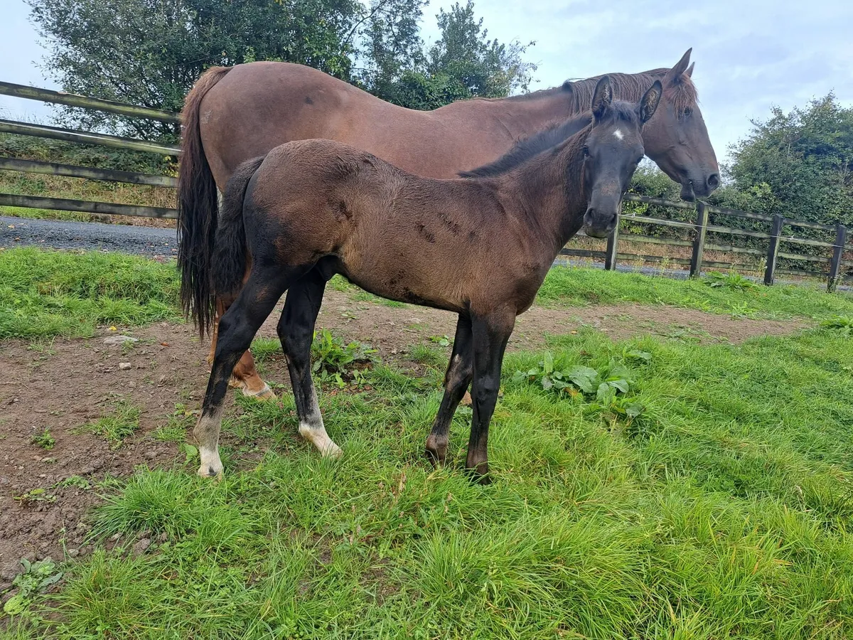 Phenomene bleu vdm colt foal - Image 2
