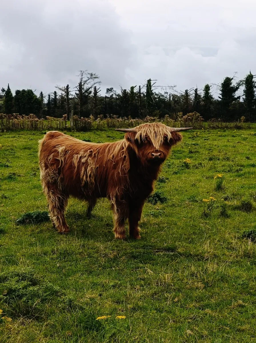 Highland bull - Image 1