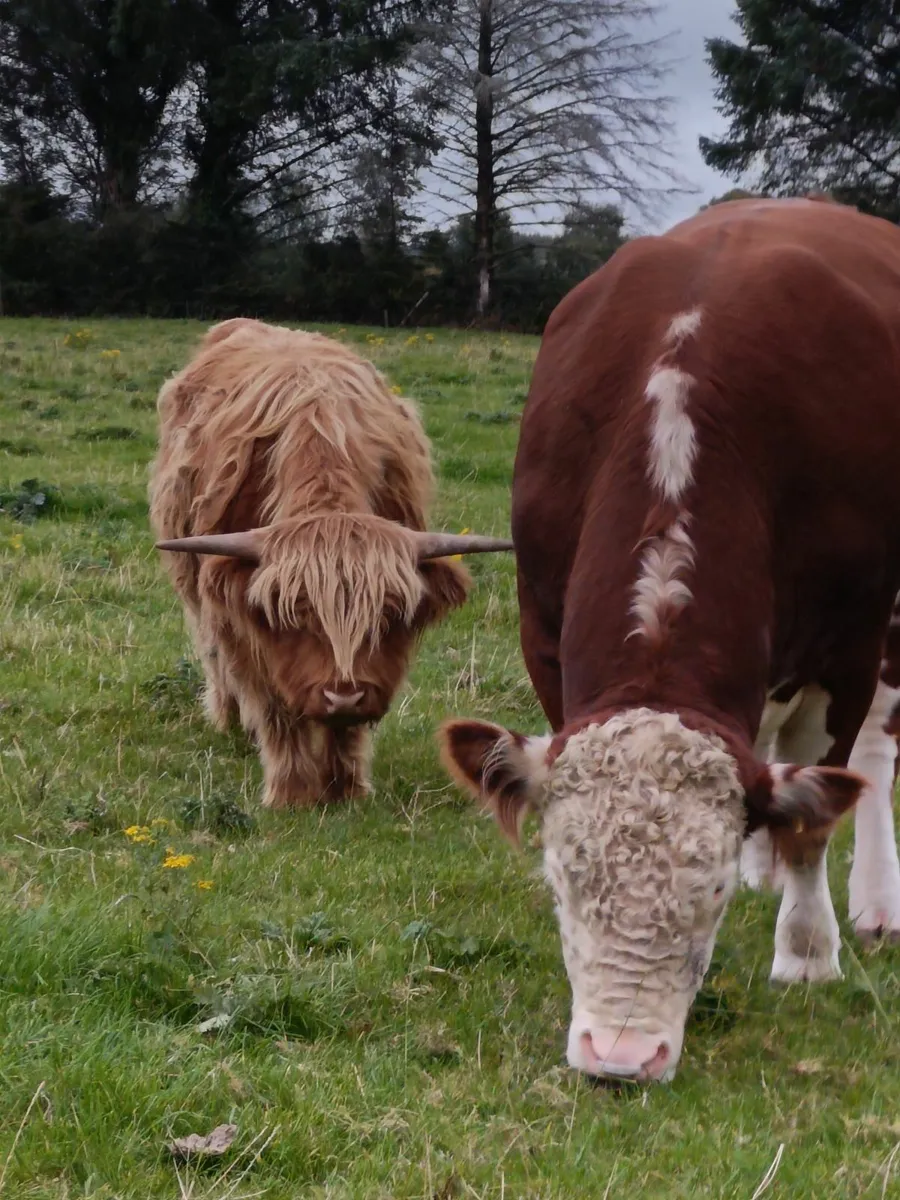 Highland bull - Image 2