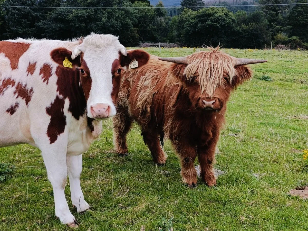 Highland bull - Image 3