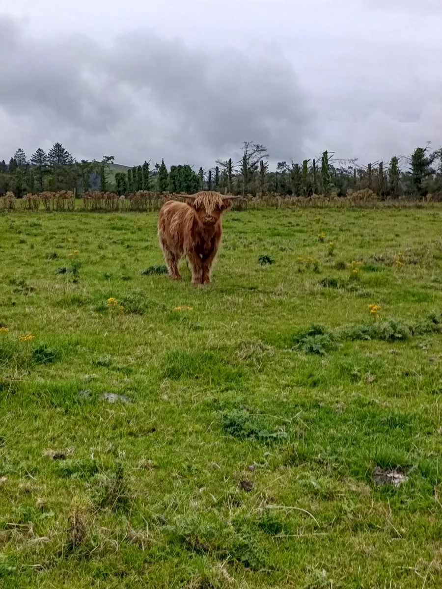 Highland bull - Image 4
