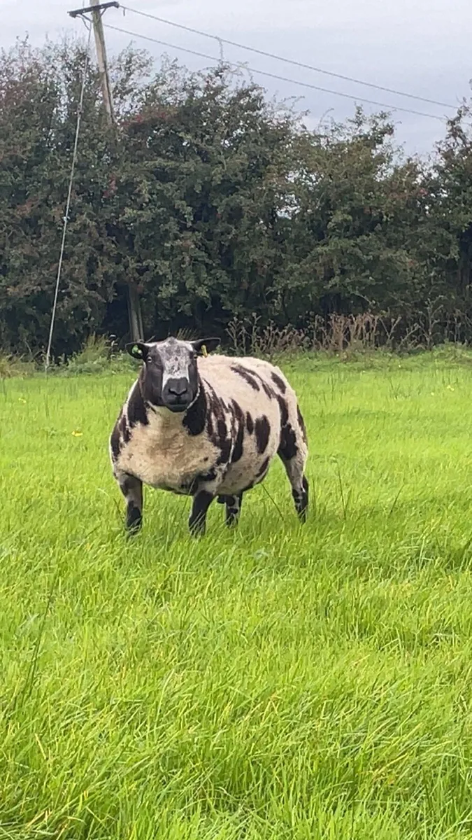 Dutch spotted ram SIS✅