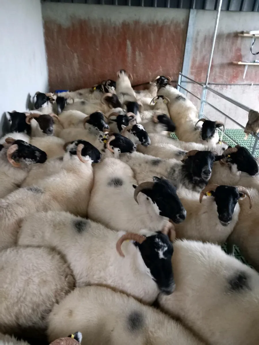 Sheep - Image 1