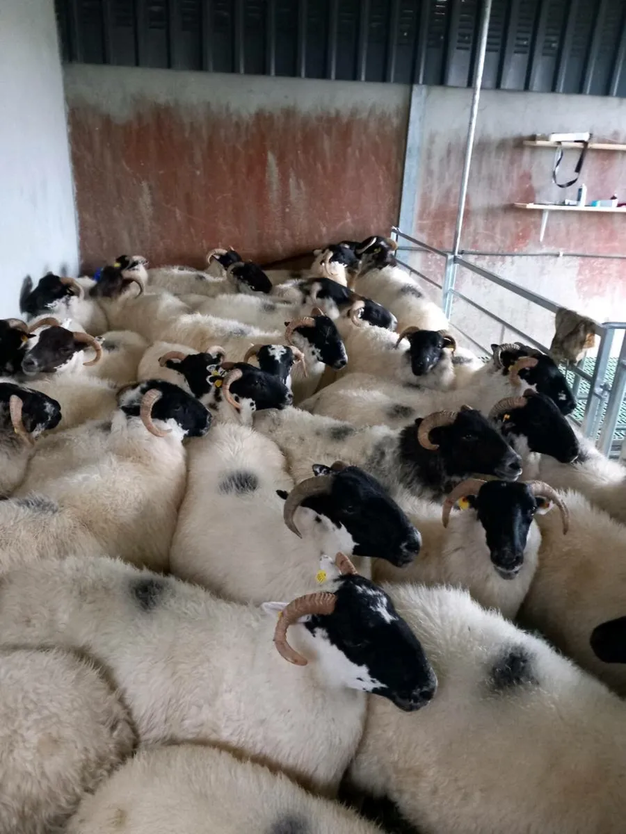 Sheep - Image 2