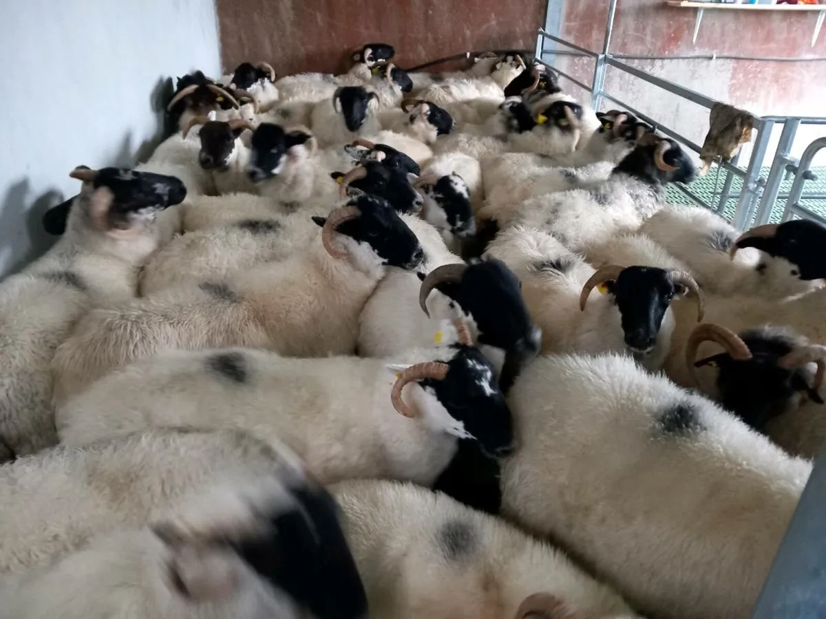 Sheep - Image 3