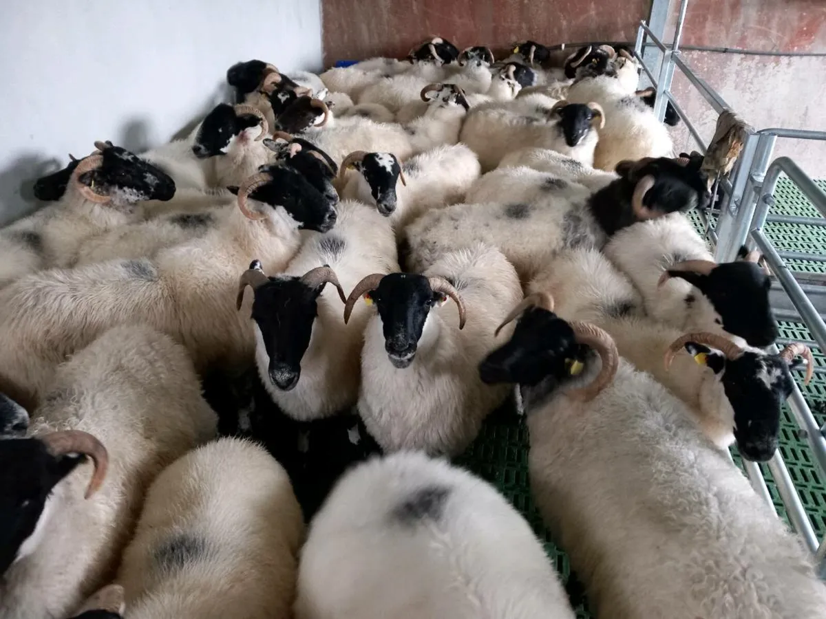 Sheep - Image 4