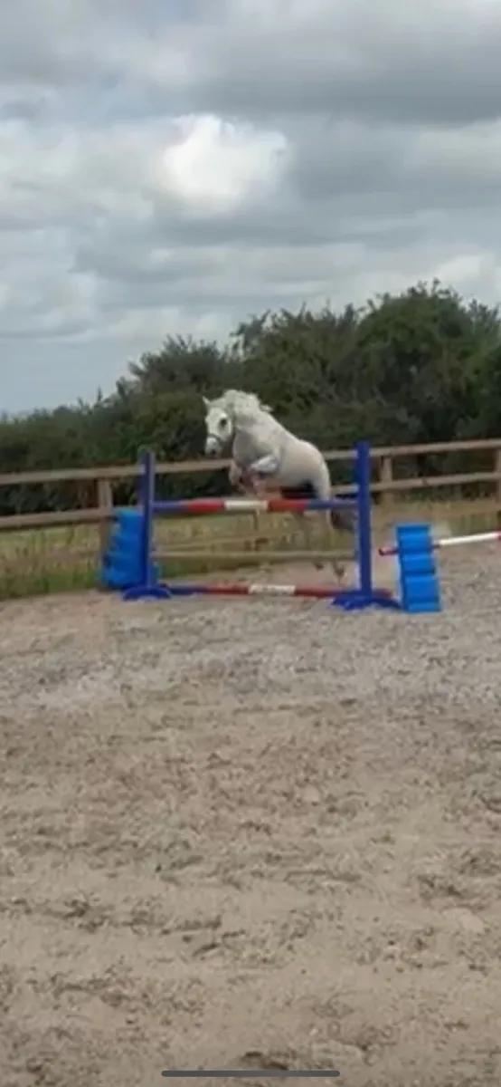 Connemara pony - Image 2