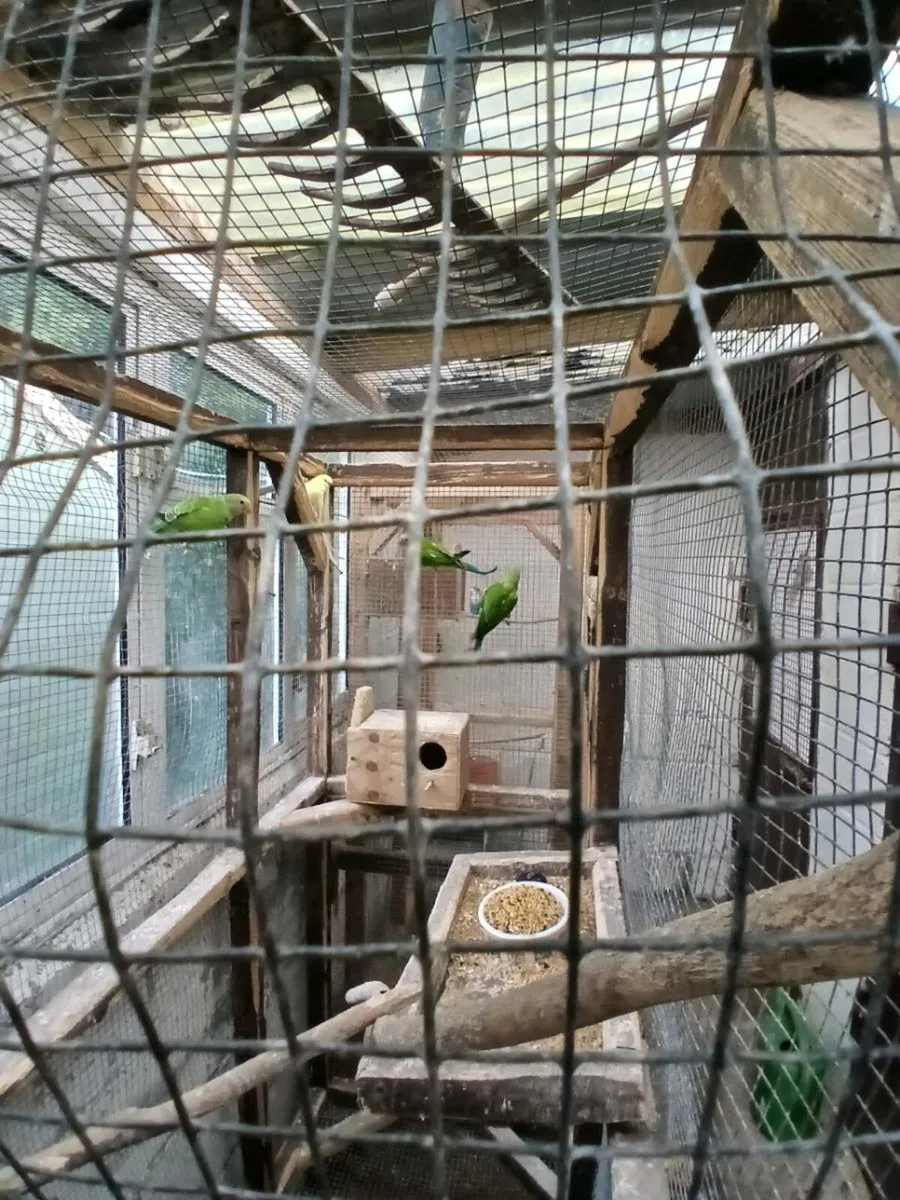 Cockatiels - Image 4