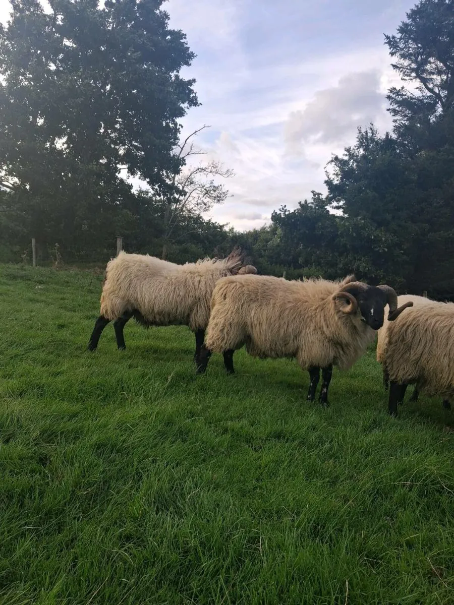 Ram - Image 2