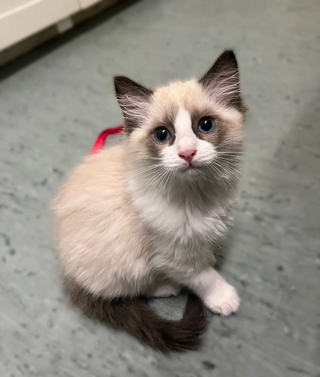 Ragdoll Cats - Image 3