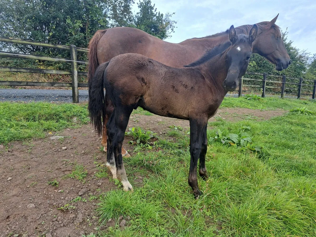 Phenomene bleu vdm colt foal - Image 3